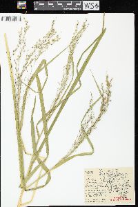 Glyceria canadensis image