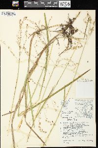 Glyceria canadensis image