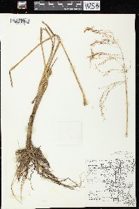 Glyceria canadensis image