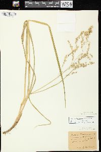 Glyceria canadensis image