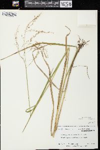 Glyceria canadensis image