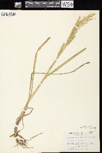 Glyceria canadensis image