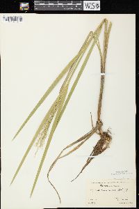 Glyceria canadensis image