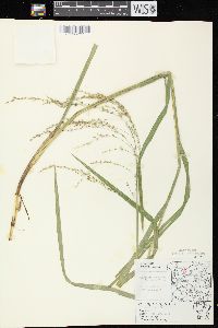 Glyceria canadensis image