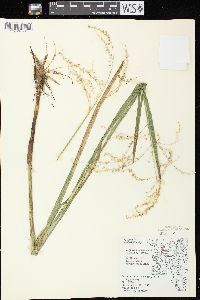 Glyceria canadensis image