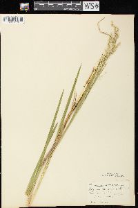 Glyceria canadensis image