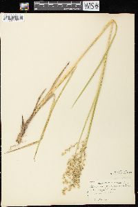 Glyceria canadensis image