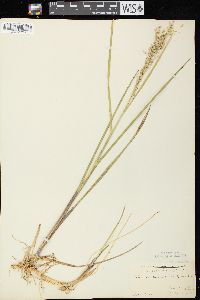 Glyceria canadensis image