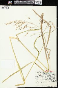 Glyceria canadensis image