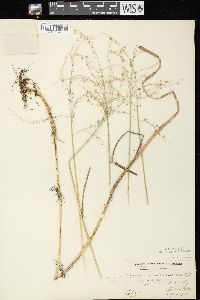 Glyceria canadensis image