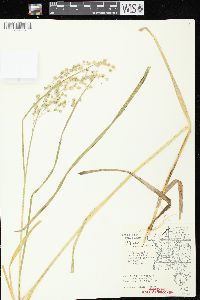 Glyceria canadensis image