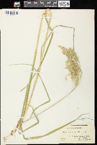 Glyceria canadensis image