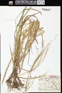 Glyceria canadensis image