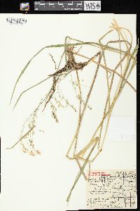 Glyceria canadensis image