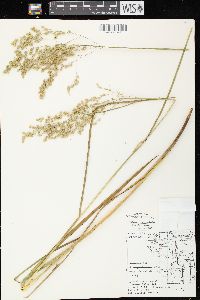 Glyceria canadensis image