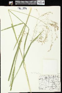 Glyceria canadensis image