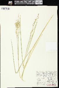 Glyceria canadensis image