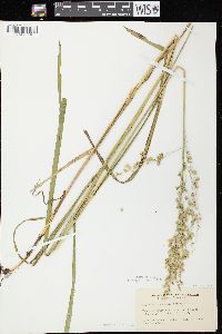 Glyceria canadensis image