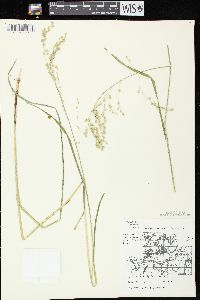 Glyceria canadensis image