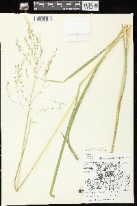 Glyceria canadensis image