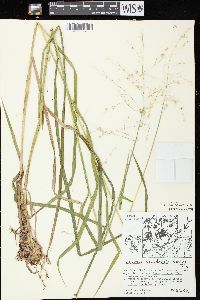 Glyceria canadensis image