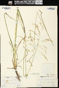 Glyceria canadensis image