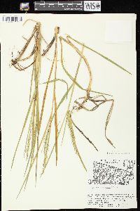 Glyceria canadensis image