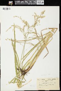 Glyceria canadensis image