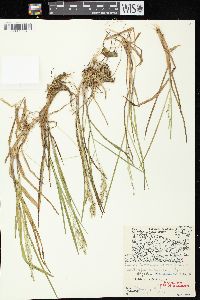 Glyceria canadensis image