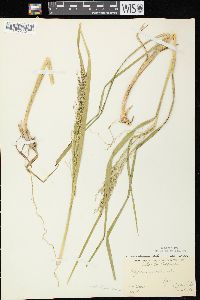 Glyceria canadensis image