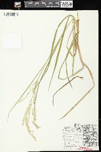 Glyceria canadensis image