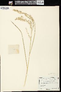 Glyceria canadensis image