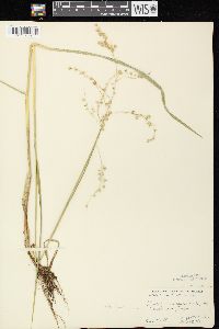 Glyceria canadensis image