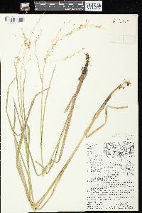 Glyceria canadensis image