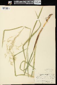 Glyceria canadensis image