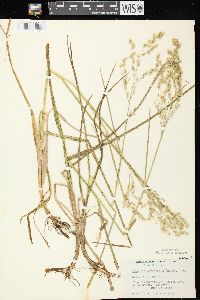 Glyceria canadensis image