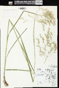 Glyceria canadensis image