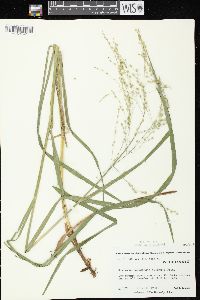 Glyceria canadensis image