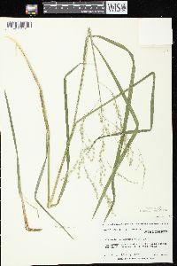 Glyceria canadensis image