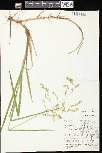 Glyceria canadensis image