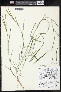 Potamogeton foliosus subsp. foliosus image