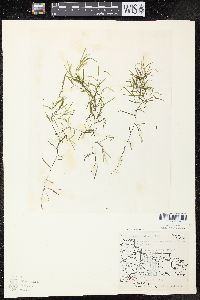 Potamogeton foliosus subsp. foliosus image