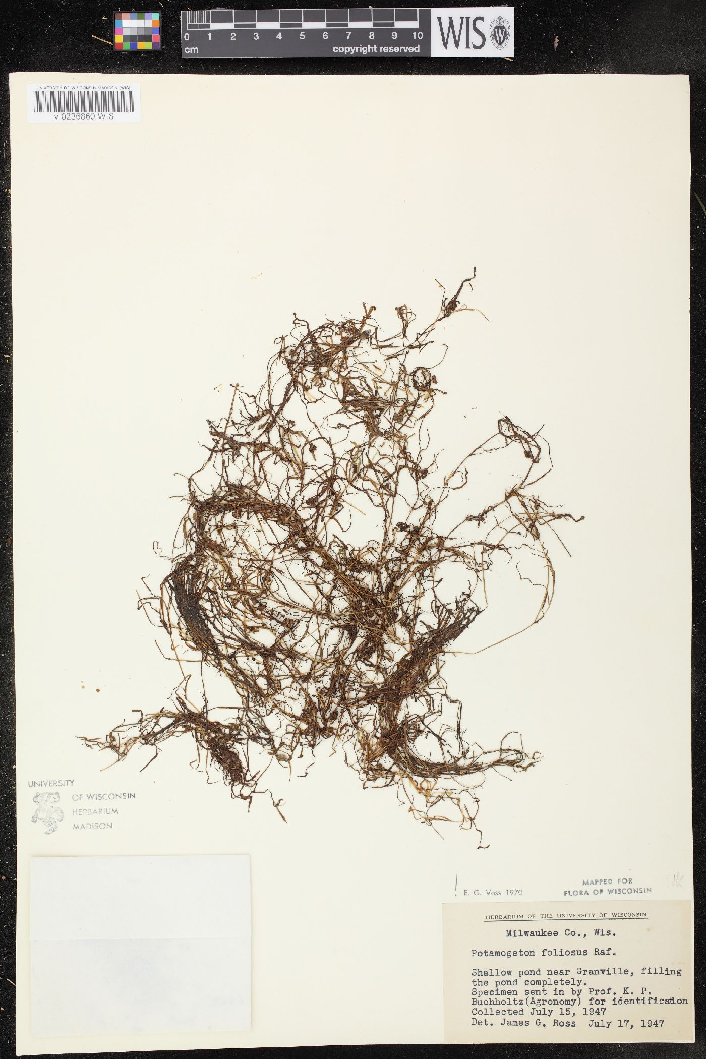 Potamogeton foliosus subsp. foliosus image