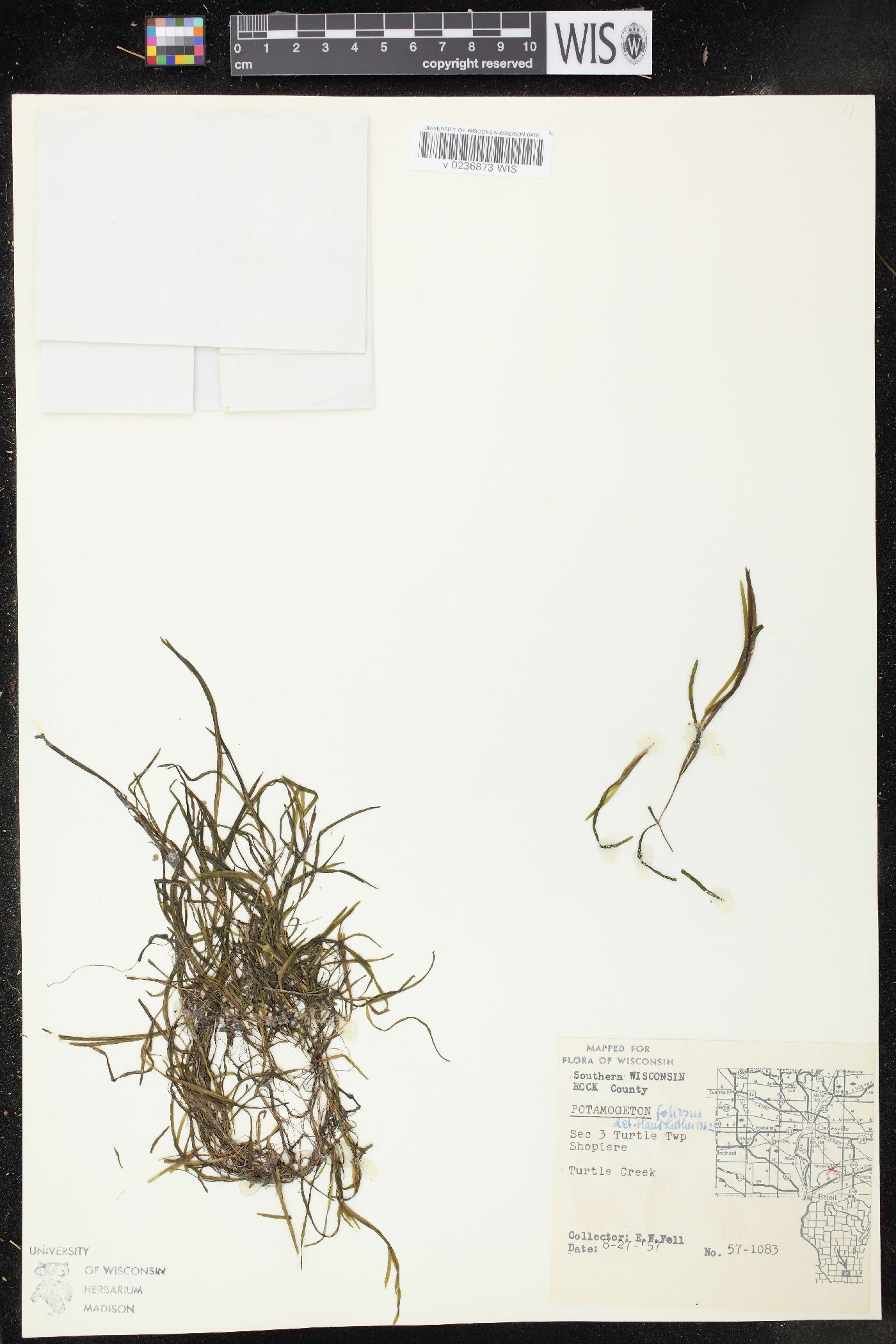 Potamogeton foliosus subsp. foliosus image