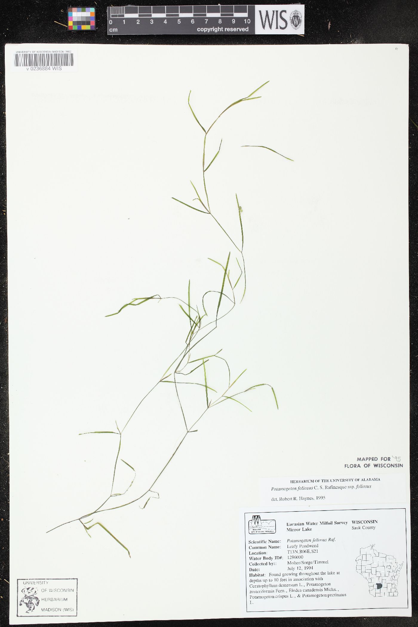 Potamogeton foliosus subsp. foliosus image