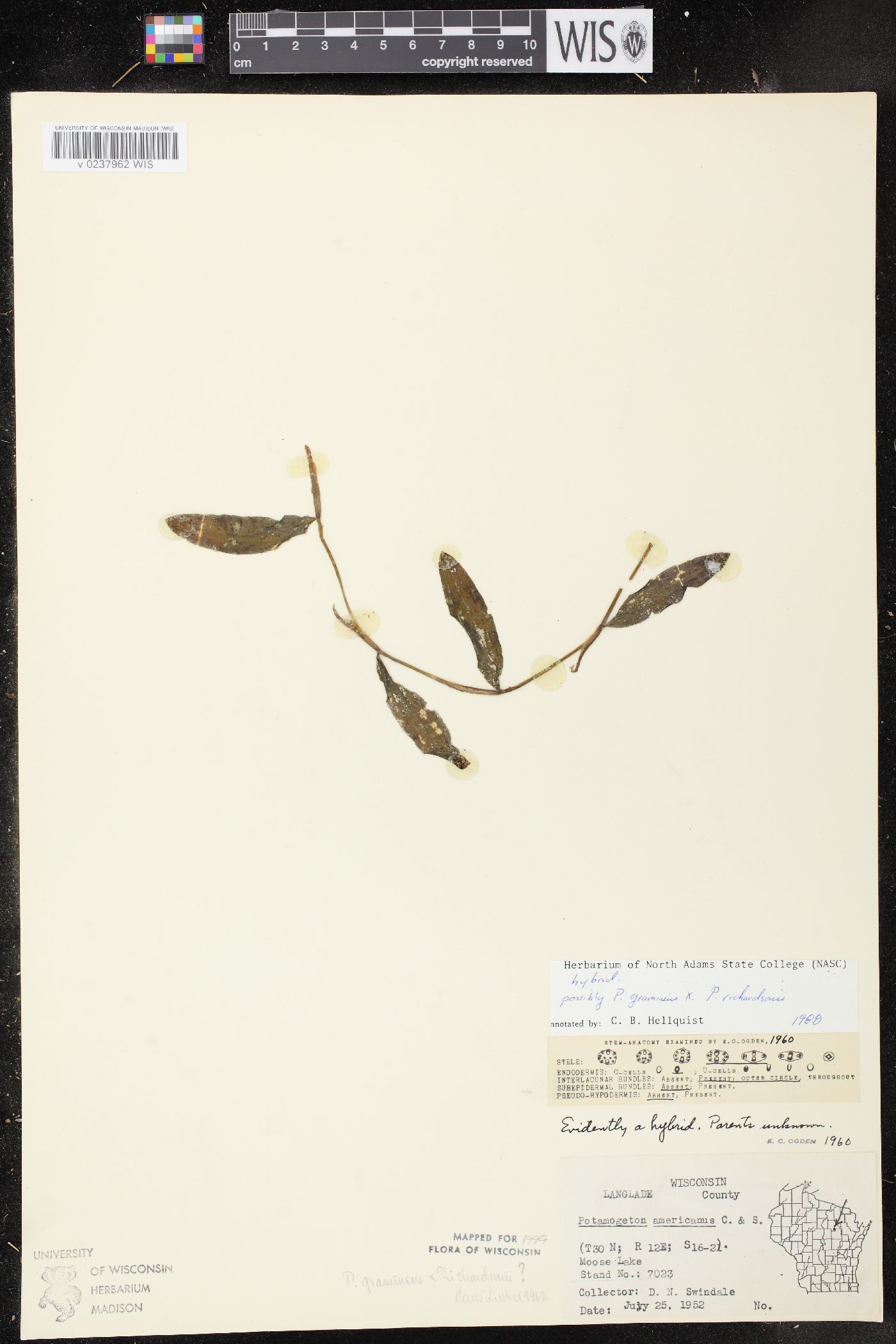 Potamogeton x hagstroemii image