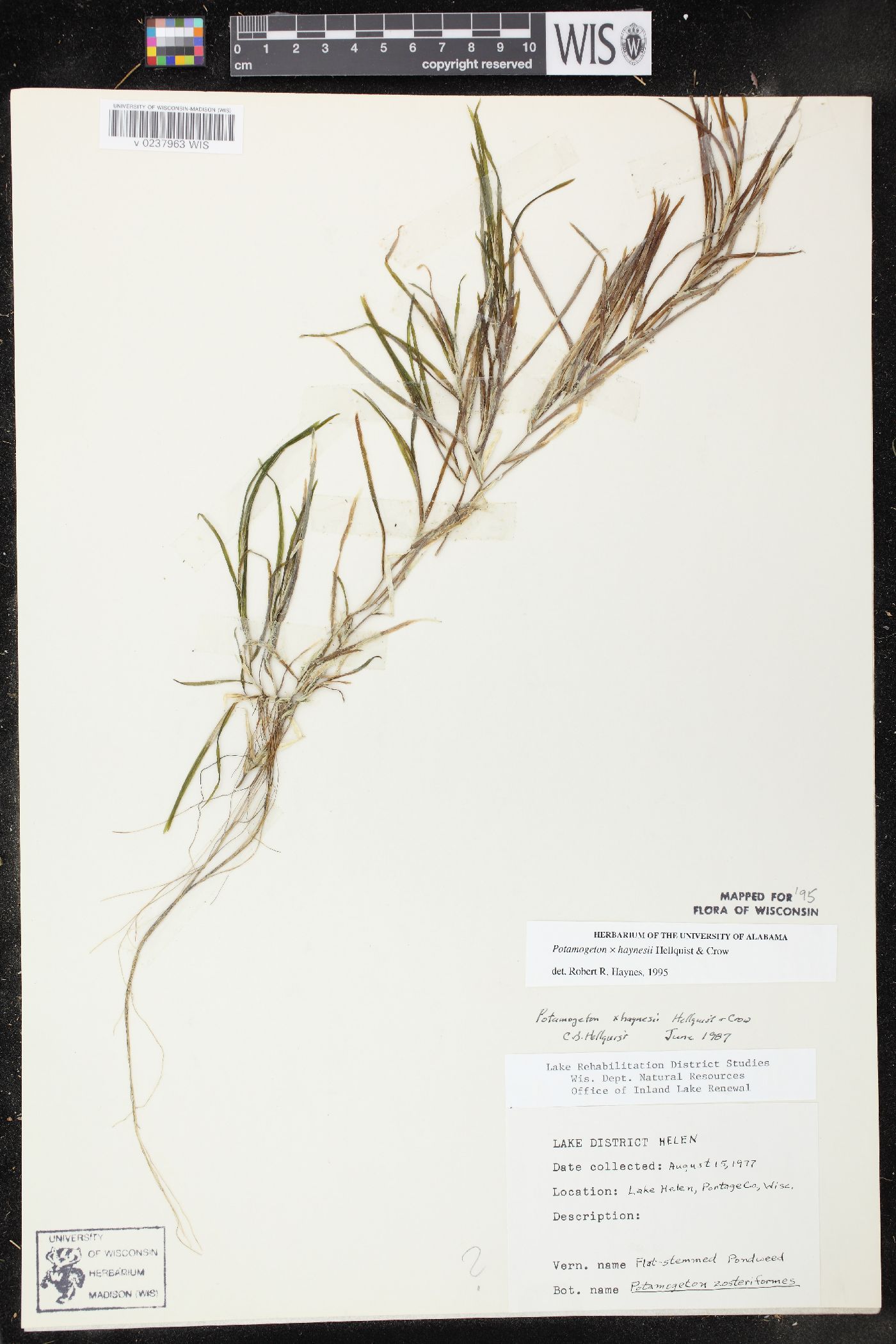 Potamogeton x haynesii image