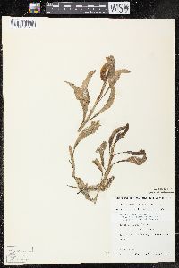 Potamogeton illinoensis image