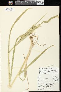 Glyceria grandis image