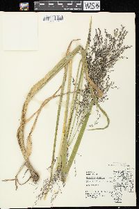 Glyceria grandis image